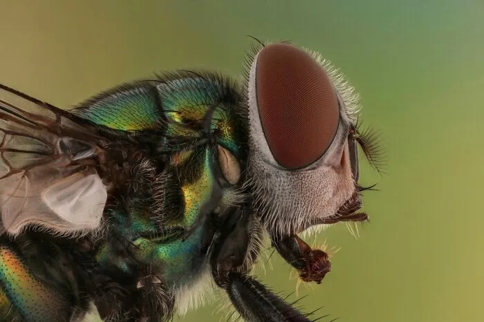 Common Green Bottle Fly