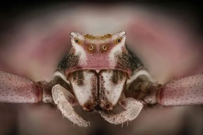 Thomisidae, Crab Spider