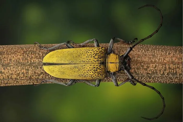 Longhorn Beetle, Cerosterna Luteopubens