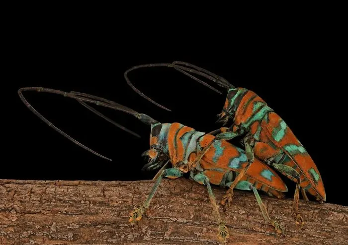 Longhorn Beetle, Sternotomis Pulchra