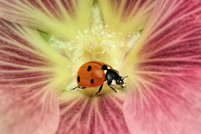 Ladybug Inside The Flower