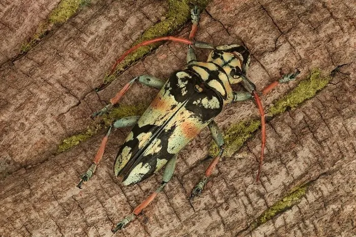 Longhorn Beetle, Sulawesiella Rafaelae