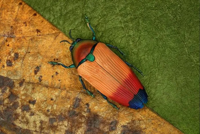 Metaxymorpha Apicalis Beetles