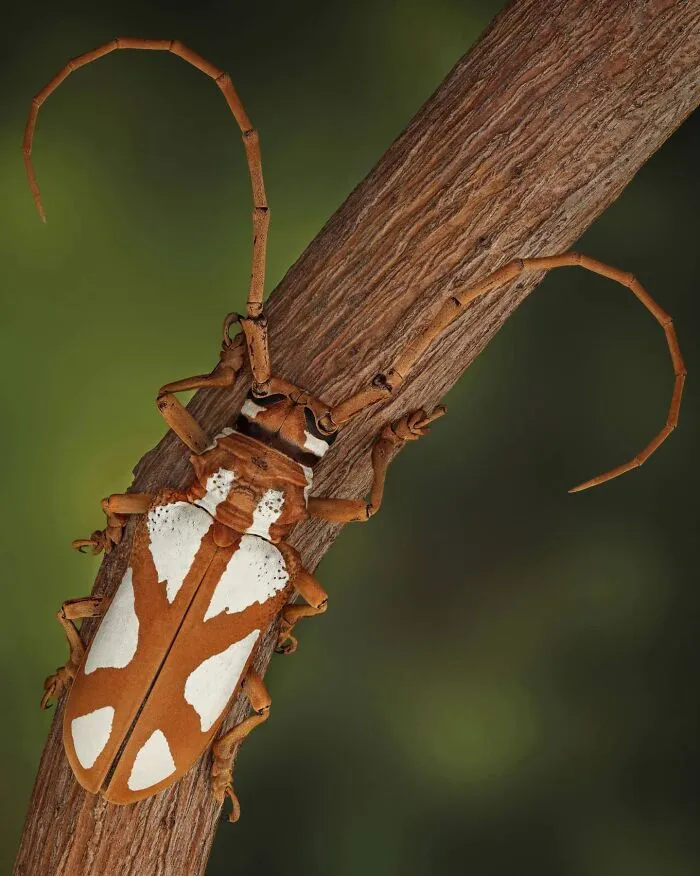 Prosoposera Lactator, Long-Horned Beetle
