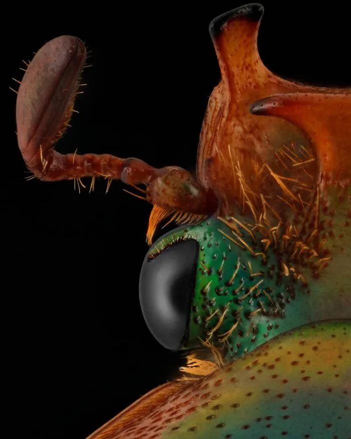 Stephanorrhina Guttata Beetle