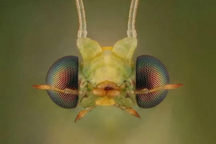 Green Lacewings