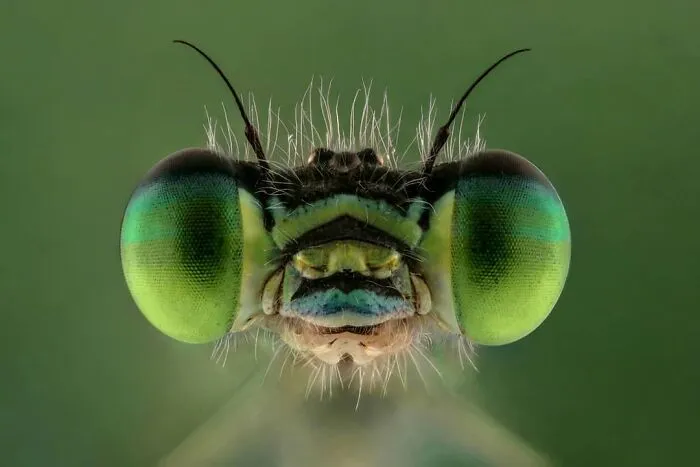 Damselfly