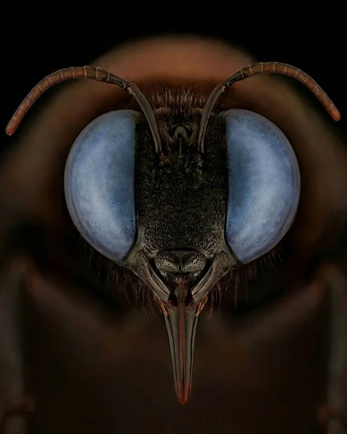 Bee, Xylocopa Violacea
