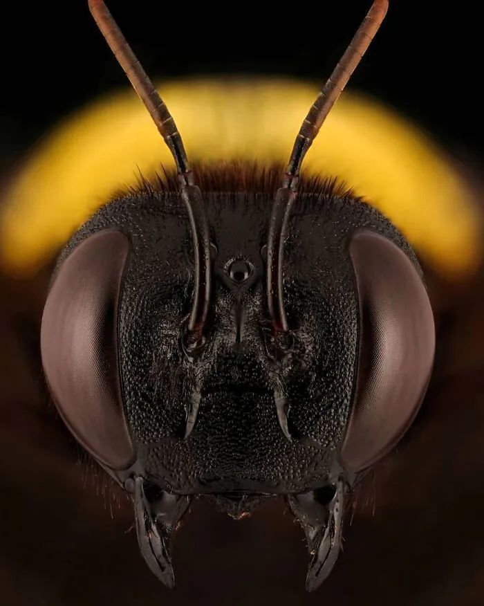 Bee Carpenter, Xylocopa