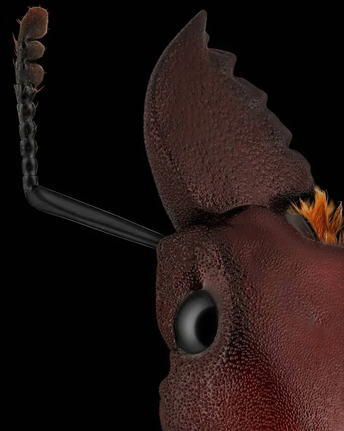 Odontolabis Brookeana Beetle