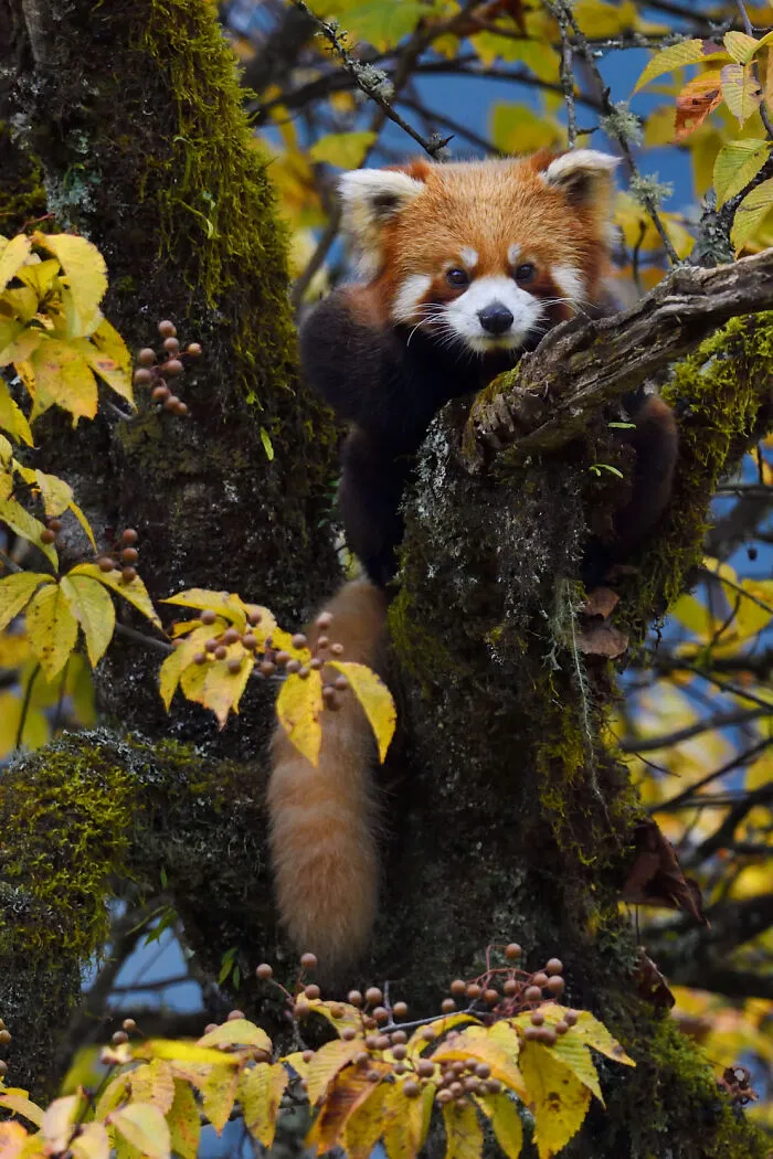 Photographer Captured 30 Captivating Images Depicting The Life Of Wild Animals