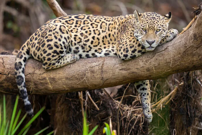 Leopard resting on a tree branch in its natural habitat, captured by a photographer showcasing stunning wildlife moments.