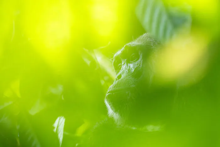 Photographer Captured 30 Captivating Images Depicting The Life Of Wild Animals