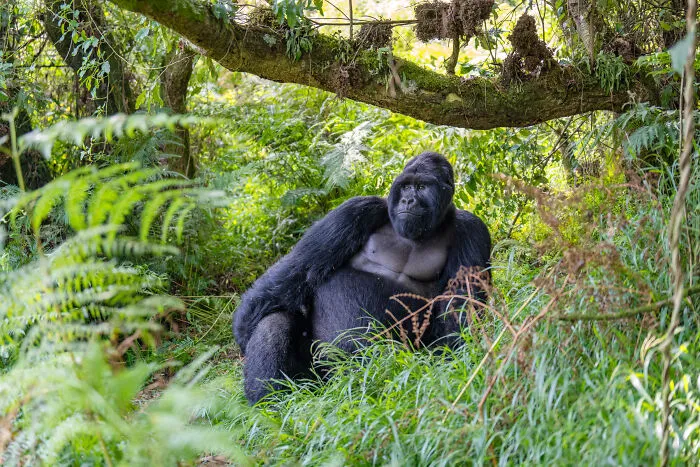 A gorilla sits in lush greenery, representing stunning wildlife moments captured by a globetrotting photographer.
