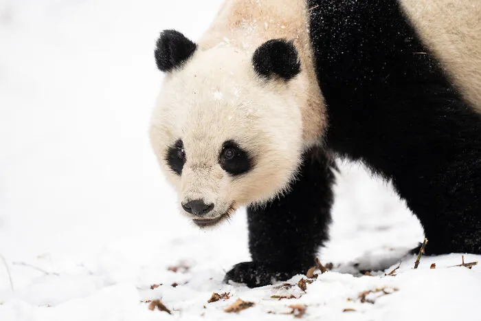 Photographer Captured 30 Captivating Images Depicting The Life Of Wild Animals