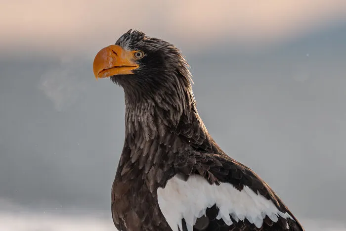 Photographer Captured 30 Captivating Images Depicting The Life Of Wild Animals