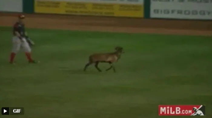 A Minor League Game Is Wrecked By A Sheep