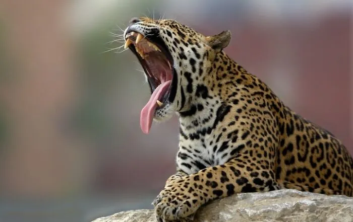 27 Funny Photos That Prove Animals Can Catch Your Yawn