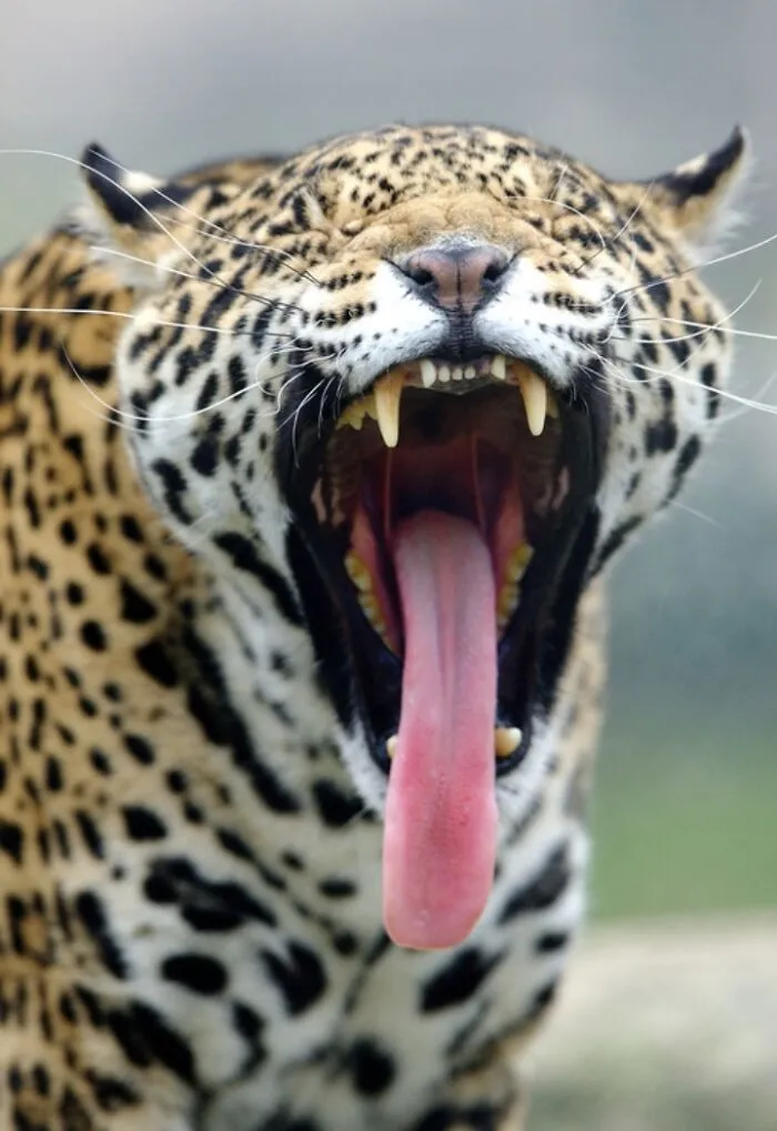 27 Funny Photos That Prove Animals Can Catch Your Yawn