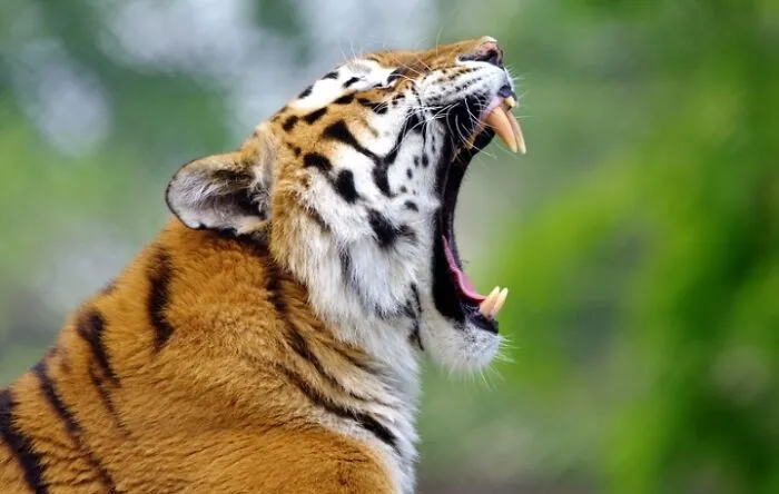 27 Funny Photos That Prove Animals Can Catch Your Yawn