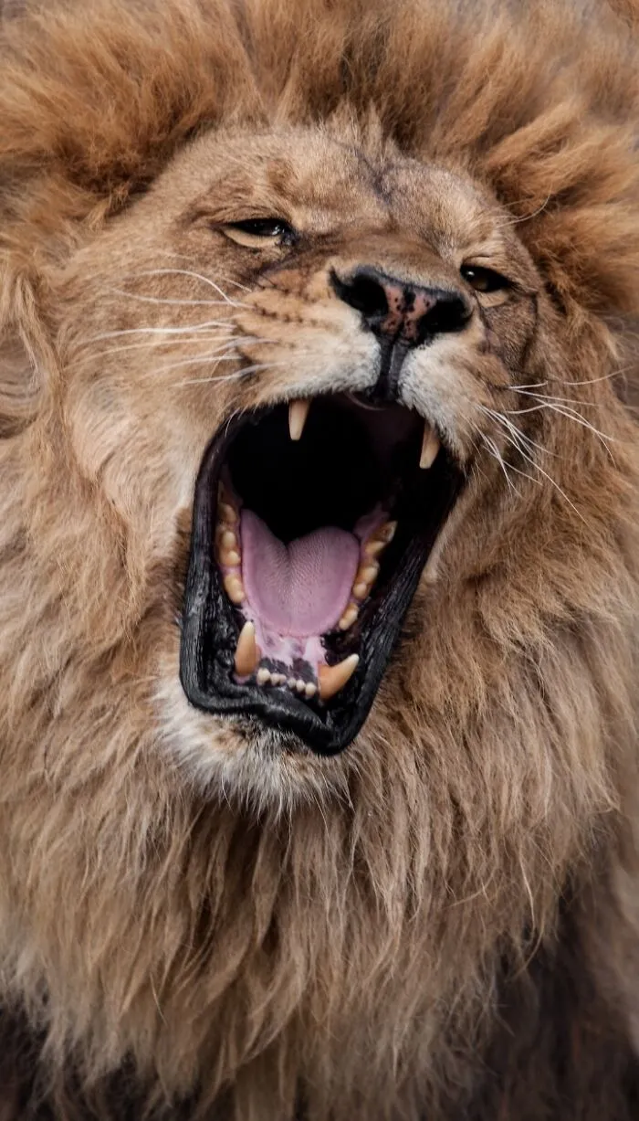 27 Funny Photos That Prove Animals Can Catch Your Yawn