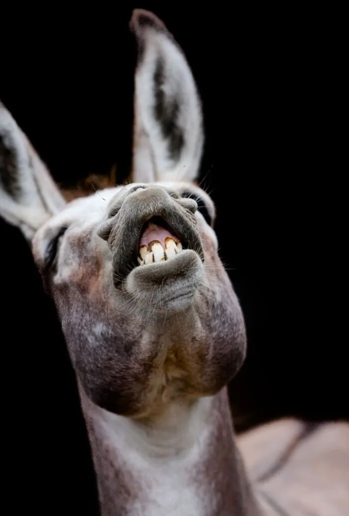 27 Funny Photos That Prove Animals Can Catch Your Yawn