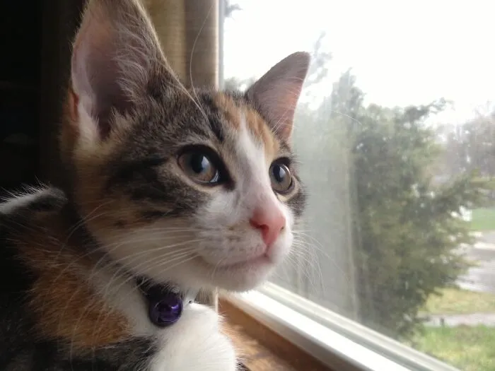 Sammy