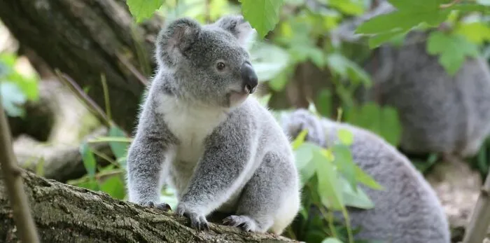 You are a soldier protecting your country. You come across 3 abandoned baby koalas in the bushes. They all start crying. The enemy will find you if the noise continues. If you smother the baby koalas, everyone else will survive. If you don’t, everyone will probably not survive. Do you sacrifice the baby koalas?