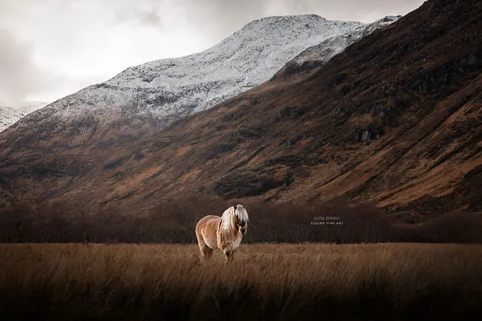 "Spirits Of The Highlands": My 22 Photos Of Ponies That I Took In Scotland