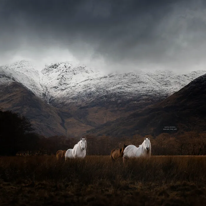"Spirits Of The Highlands": My 22 Photos Of Ponies That I Took In Scotland