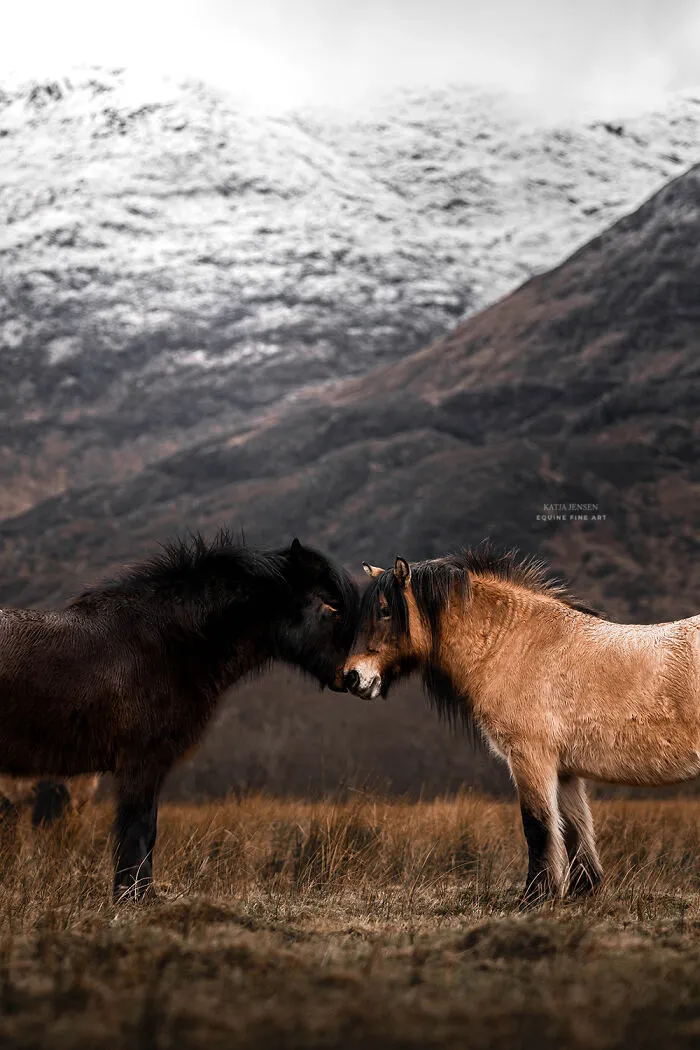 "Spirits Of The Highlands": My 22 Photos Of Ponies That I Took In Scotland