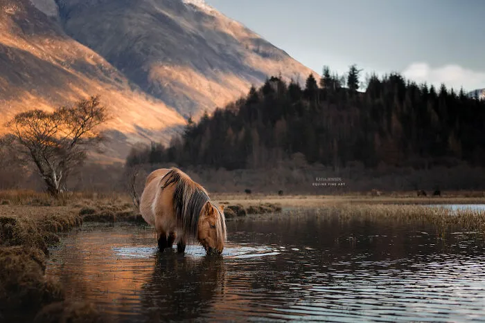 "Spirits Of The Highlands": My 22 Photos Of Ponies That I Took In Scotland
