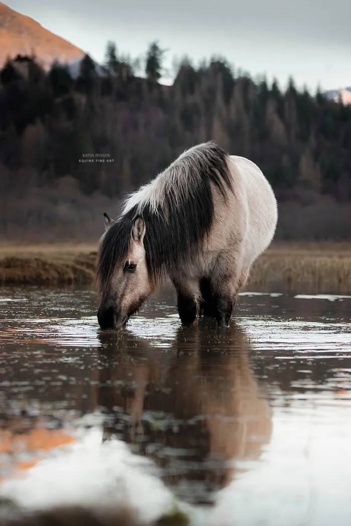 "Spirits Of The Highlands": My 22 Photos Of Ponies That I Took In Scotland