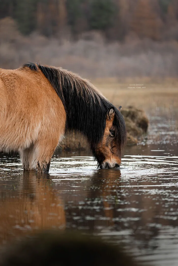 "Spirits Of The Highlands": My 22 Photos Of Ponies That I Took In Scotland