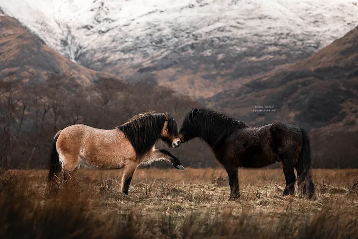 "Spirits Of The Highlands": My 22 Photos Of Ponies That I Took In Scotland