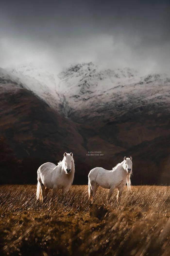 "Spirits Of The Highlands": My 22 Photos Of Ponies That I Took In Scotland