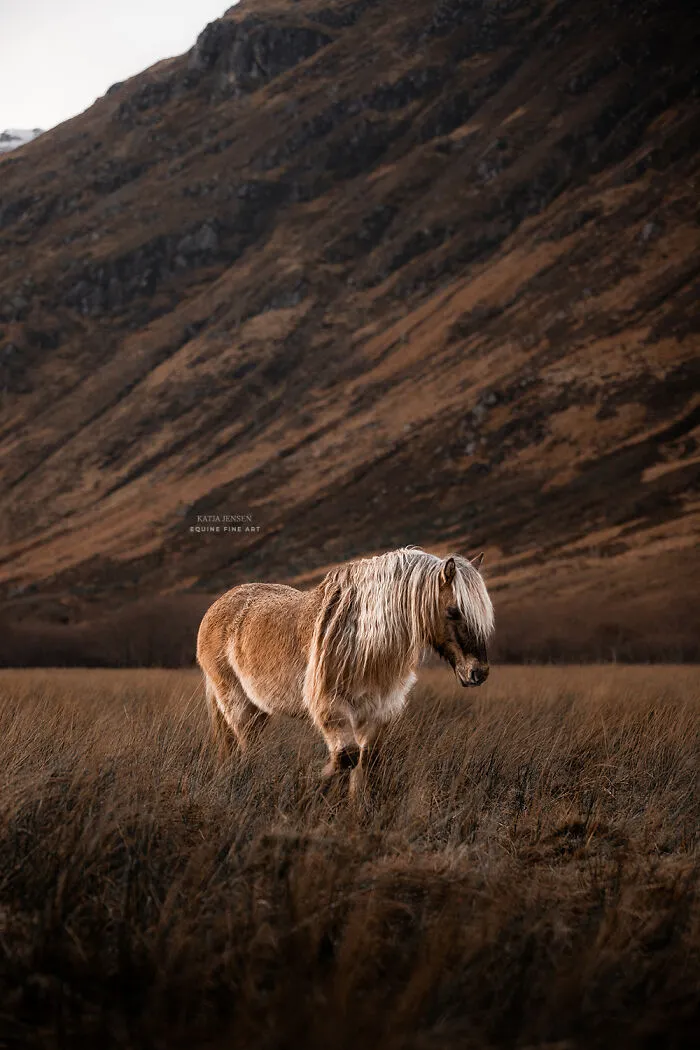 "Spirits Of The Highlands": My 22 Photos Of Ponies That I Took In Scotland