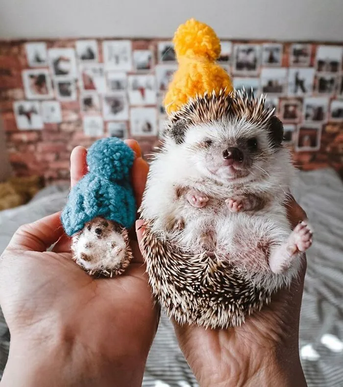 35 Adorable Mini Pets Made Of Felt By This Talented Artist