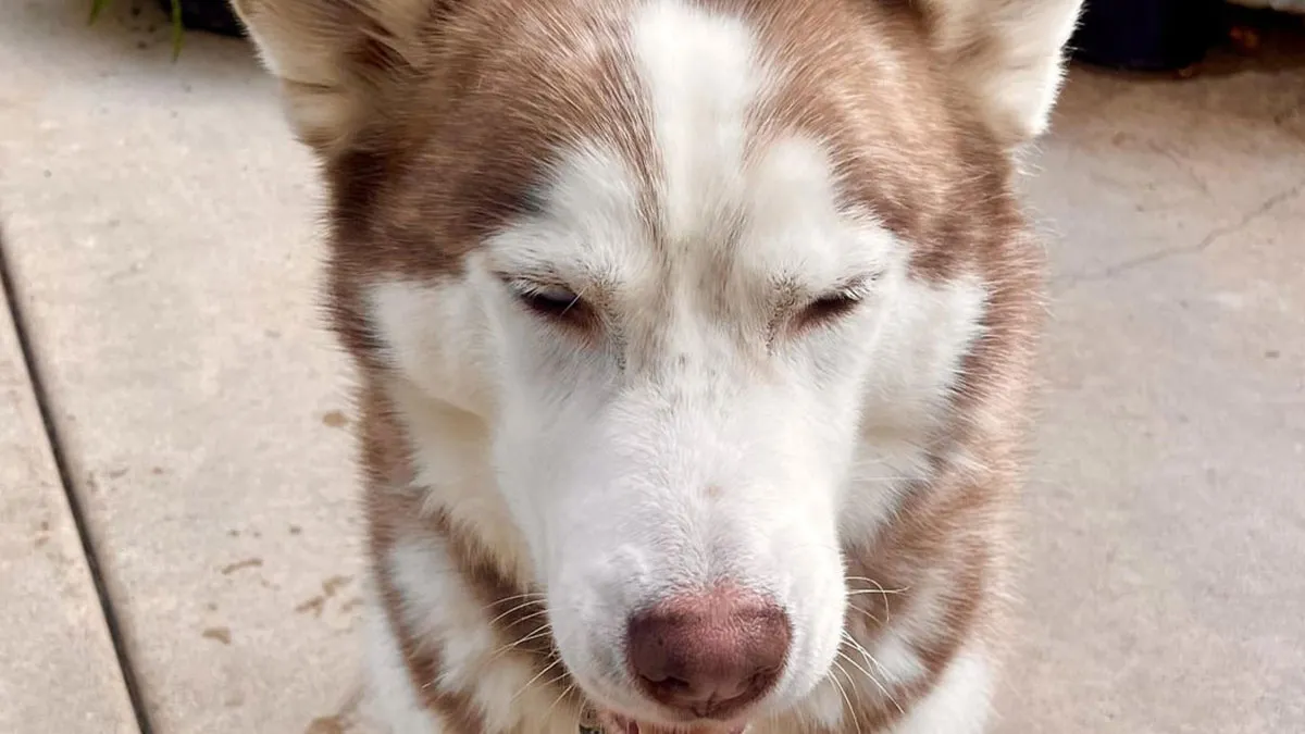 Guy Doesn’t Want To Deal With Adopted Dog Anymore; Livid When Wife Takes Dog And Leaves 