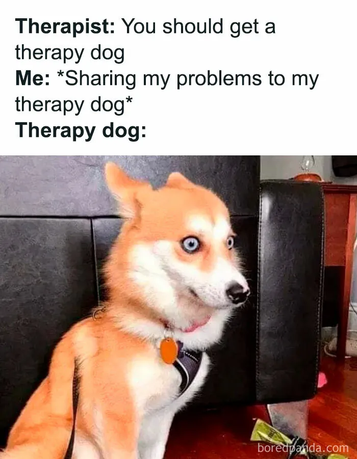 40 Funny Memes For People Who Cope With Humor Because Therapy Is Expensive (New Pics)