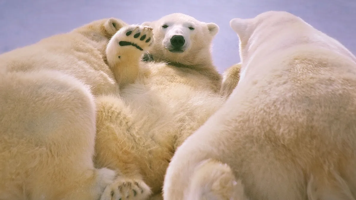Our Community’s 50 Favorite Nature And Animal Photography Moments, Captured By Talented Photographers