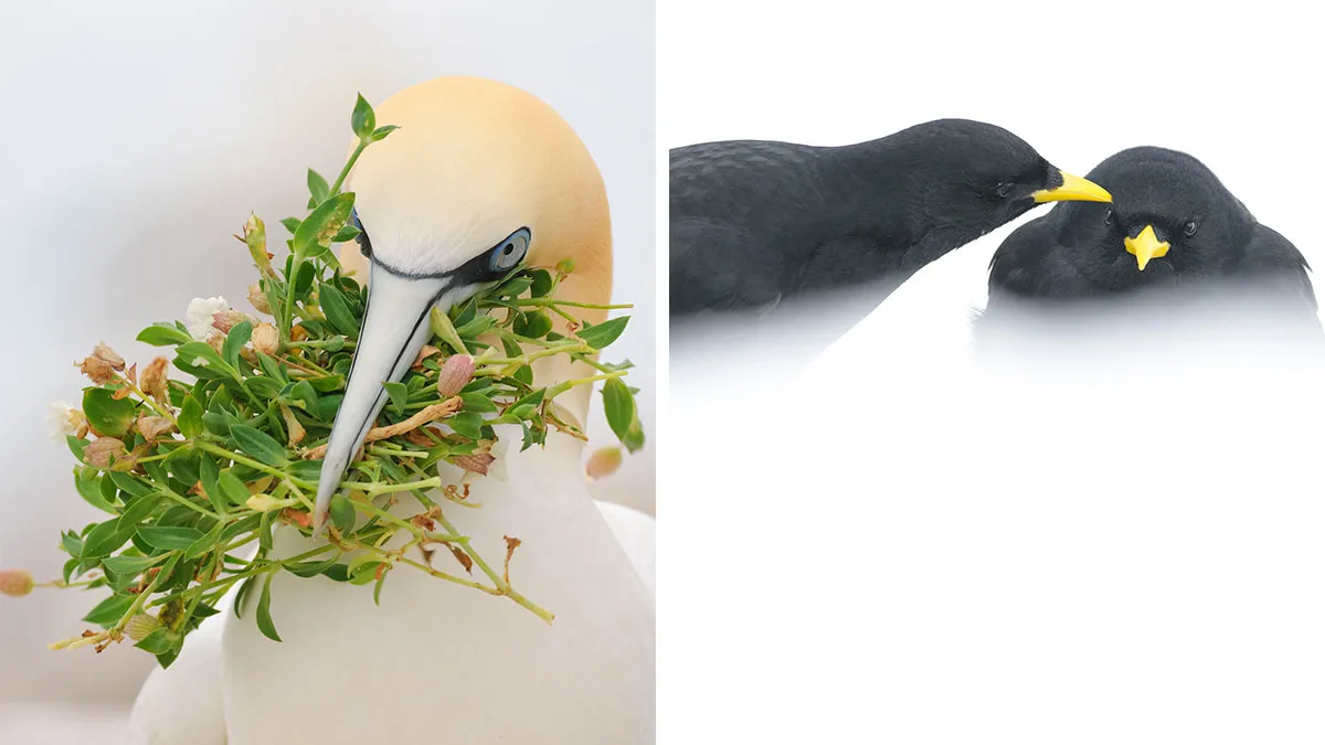 37 Breathtaking Photos Depicting The Lives Of Wild Birds By Jose Manuel Grandío