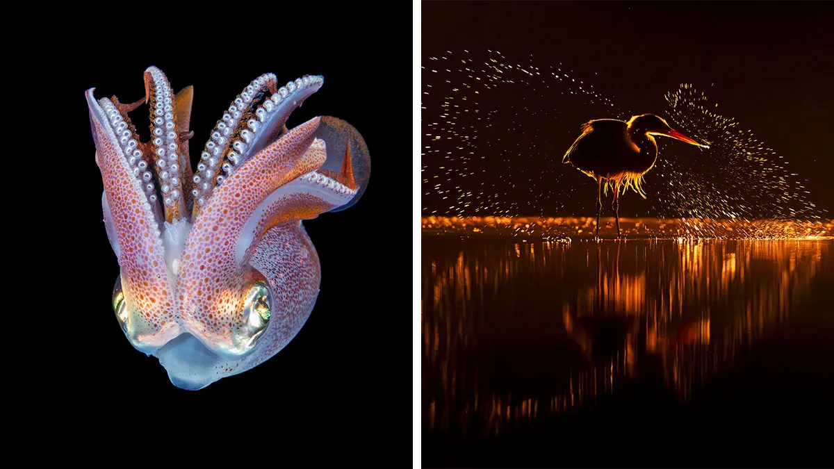 30 Enchanting Photos Capturing Wildlife By Kat Zhou