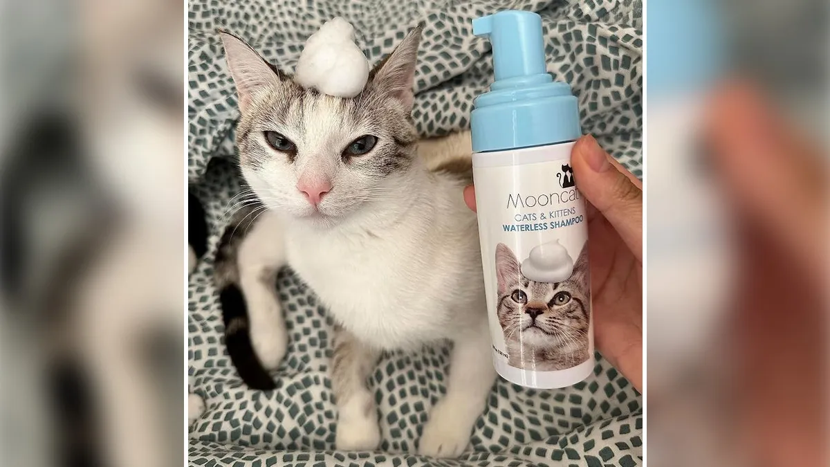 If Your Camera Roll Is 90% Cat Photos, You Need To See These 26 Purrfect Find