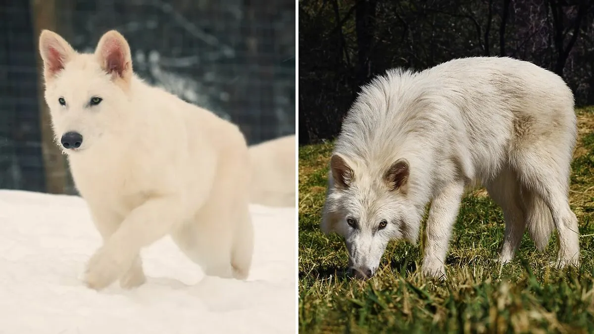 “Bad Idea”: People React To Dire Wolves Brought Back To Life 10,000 Years After They Went Extinct