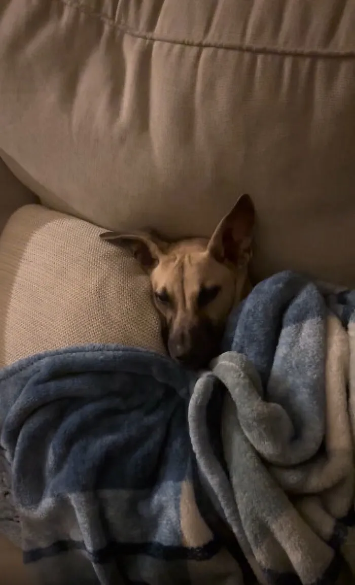Cozy dog wrapped in a blue blanket on a beige couch, highlighting animal adoption inspiration.