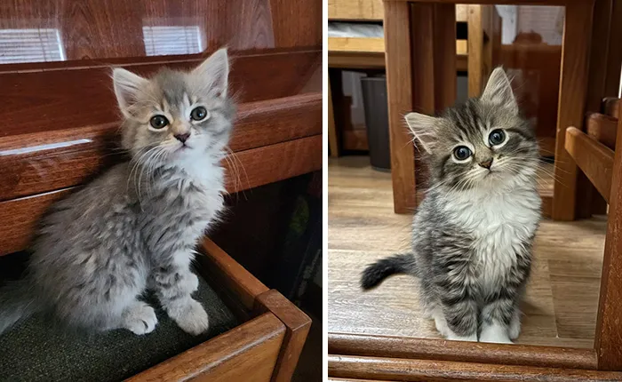 Fluffy kittens with curious expressions inspire animal adoption in cozy wooden setting.