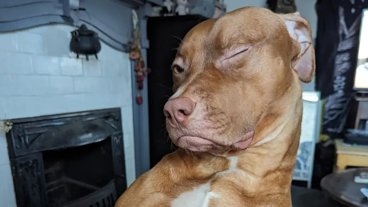 42 Wholesome Pics Of Animals Adopted In March That Made People Say 'Aww'