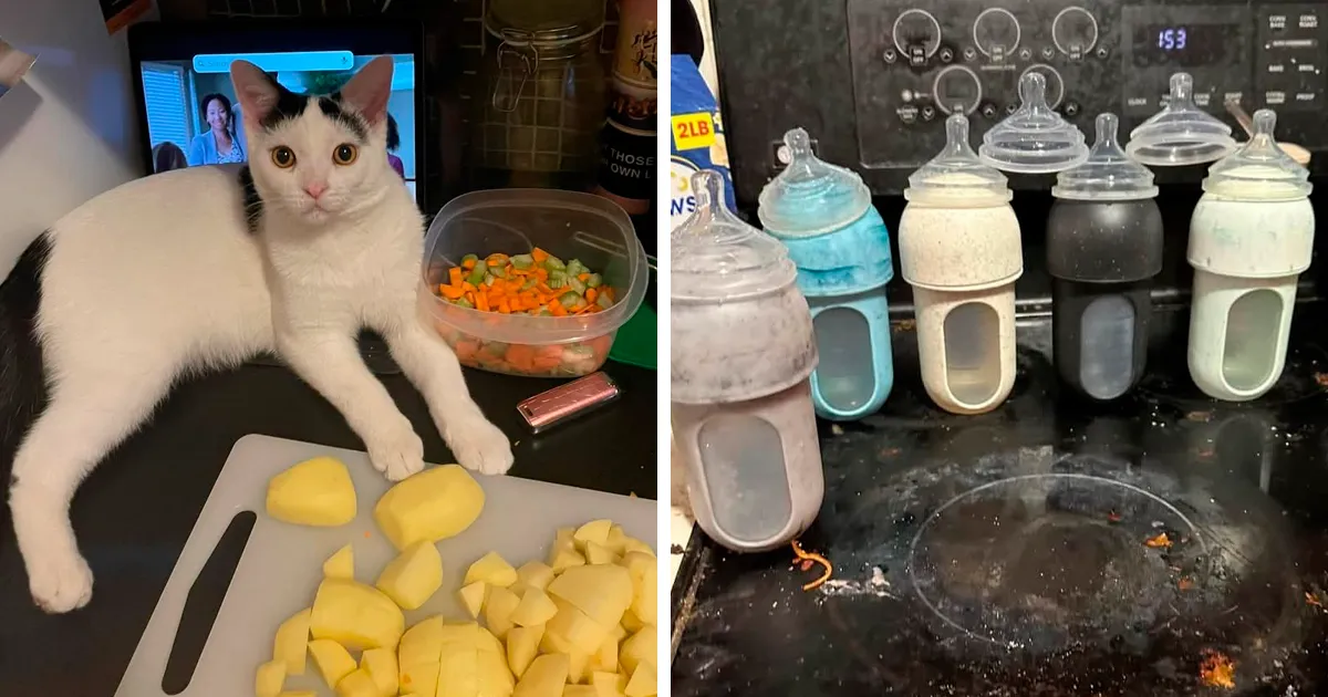 20 Personas tan asqueadas por estas comidas que tuvieron que compartirlas (nuevas fotos)