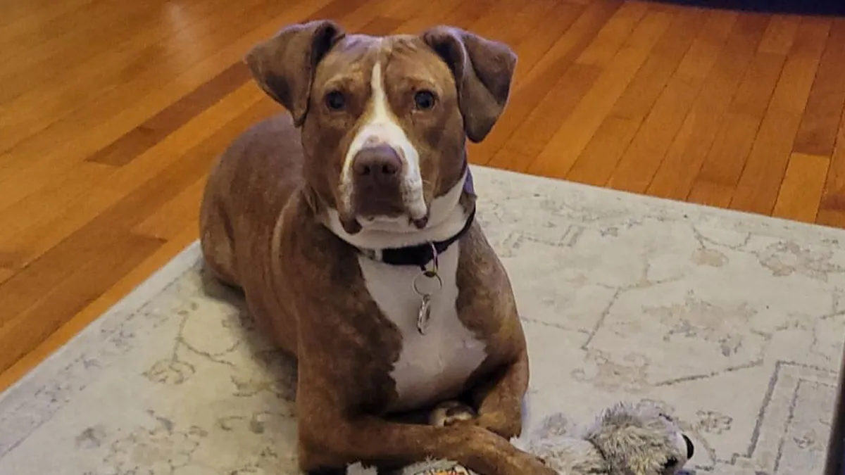 Woman Reveals Her Regret That A Rescue Dog Is Destroying Her Marriage, Asks For Advice
